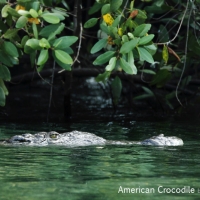 American Crocodile, river @ Treasure Beach