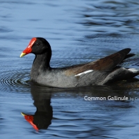 Common Moorhen at Royal Palms Reserve