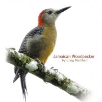 Jamaican Woodpecker - Ecclesdown Road