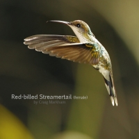 Female Red-billed Streamertail, Jamaica