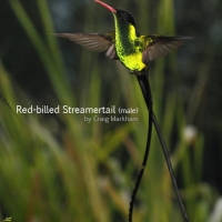Male Red-billed Streamertail, Jamaica