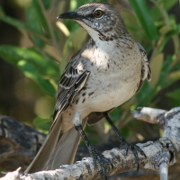 bahama-mockingbird-close-up