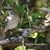 bahama-mockingbird