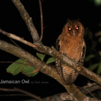 jamaican-owl