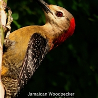 jamaican-woodpecker