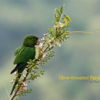 olive-throated-parakeet