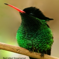 red-billed-streamertail-close-up