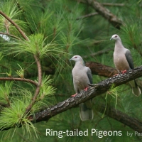 ring-tailed-pigeons