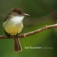 sad-flycatcher