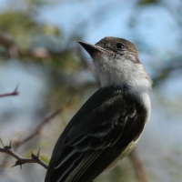 stolid-flycatcher