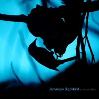 jamaican-blackbird