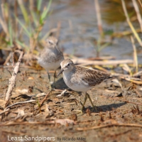 least-sandpipers