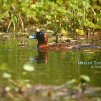 masked-duck-male