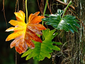 Philodendron-leaves-along-Ecclesdown-Road