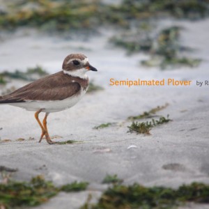 Semipalmated Plover