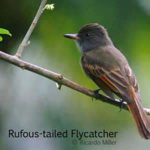 Rufous-tailed Flycatcher 3